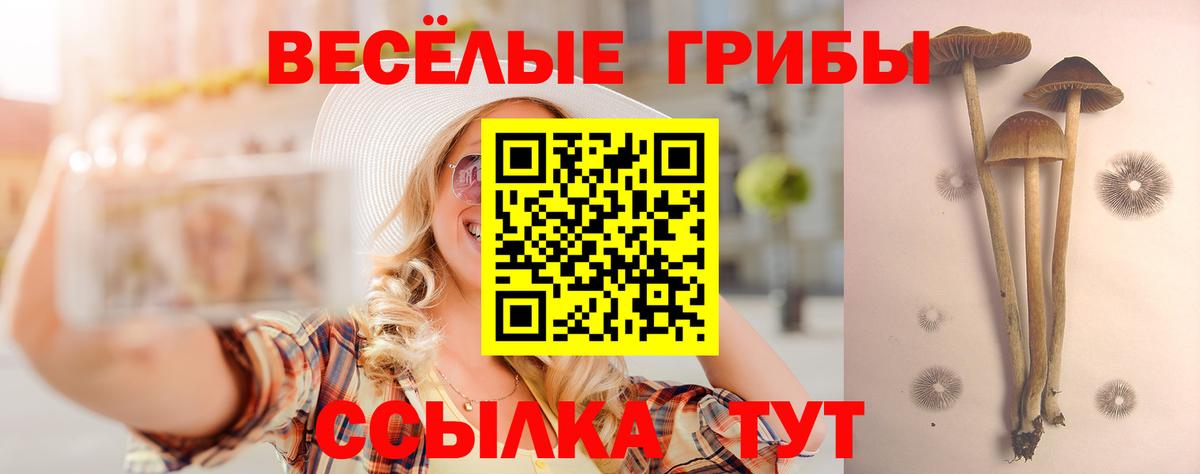 Галлюциногенные грибы Psilocybe Сухой Лог